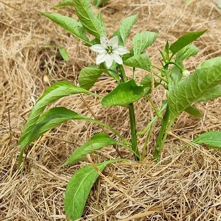 Plantation De Poivre- La Petite Riviere Дом отдыха *